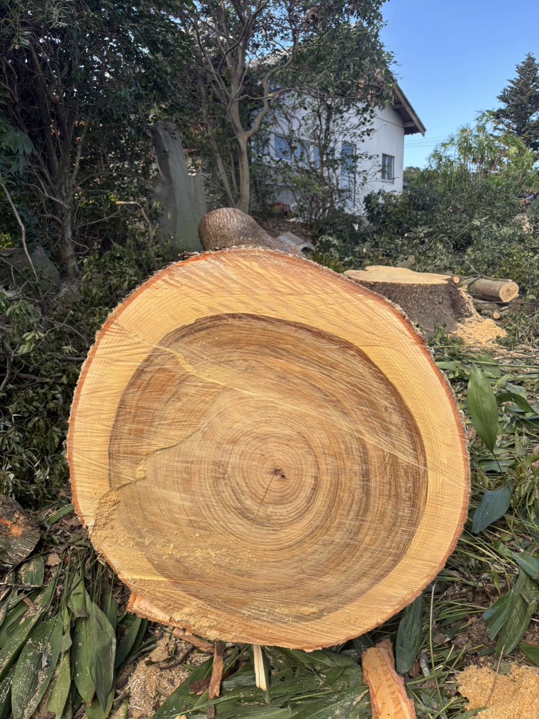 伐採の作業後