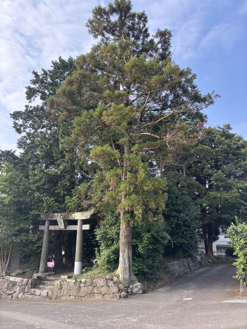伐採の作業前