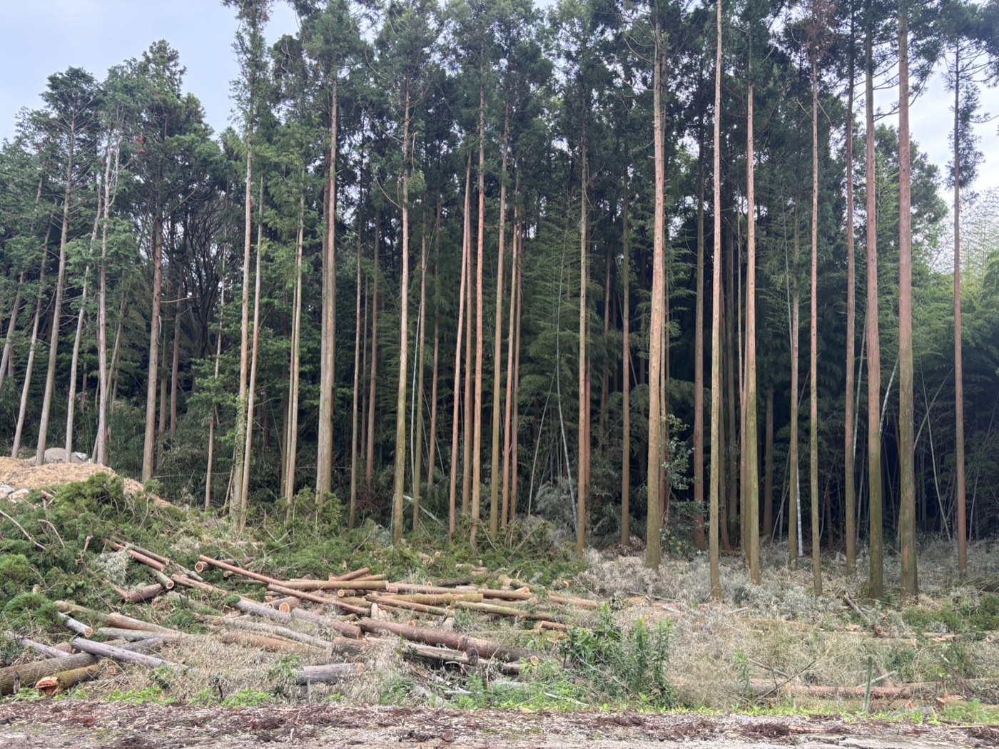 伐採の作業後