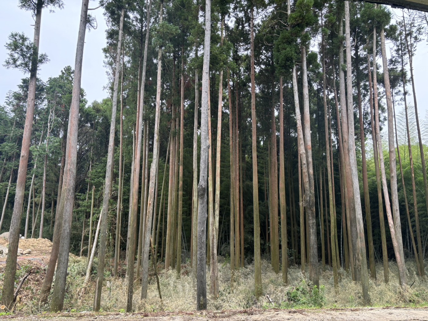 伐採の作業前